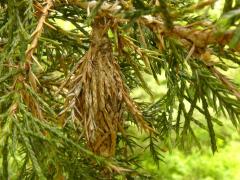 (Eastern Red Cedar) (Evergreen Bagworm) on Eastern Red Cedar