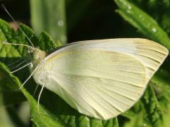 (Cabbage White) underside