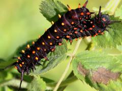 (Pipevine Swallowtail) caterpillars