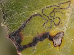 (Toyon Leafminer Moth) serpentine mine on Toyon