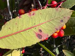 (Toyon) (Toyon Leafminer Moth) underside blotch on Toyon