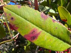 (Toyon) (Toyon Leafminer Moth) upperside blotch on Toyon