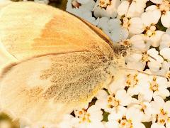 (Large Heath) underside