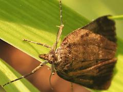 (Crambidae Snout Moth) upperside