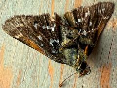 (American Branded Skipper) dead underside