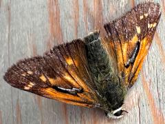 (American Branded Skipper) dead upperside