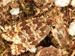 (Highland Marble) female upperside