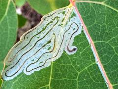 (Aspen Serpentine Leafminer Moth) upperside mine on Quaking Aspen