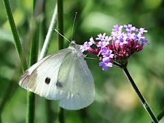 (Cabbage White) female backlit