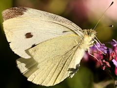 (Cabbage White) female underside