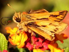 (Fiery Skipper) underside