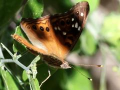 (Spiny Hackberry) (Empress Leilia) lateral on Spiny Hackberry