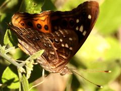 (Spiny Hackberry) (Empress Leilia) underside on Spiny Hackberry