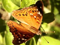(Spiny Hackberry) (Empress Leilia) upperside on Spiny Hackberry