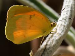 (Sleepy Orange) backlit