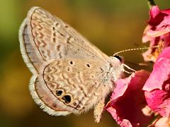 (Ceraunus Blue) underside