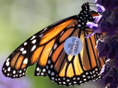 (Monarch) female underside tag