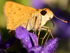 (Fiery Skipper) underside