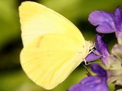 (Lyside Sulphur) underside