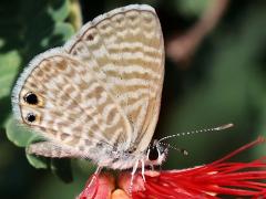 (Marine Blue) underside