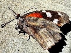 (American Snout) dead underside