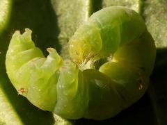(Cabbage Looper Moth) caterpillar curled