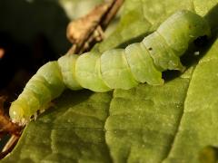 (Cabbage Looper Moth) caterpillar lateral