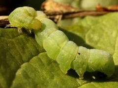 (Cabbage Looper Moth) caterpillar profile