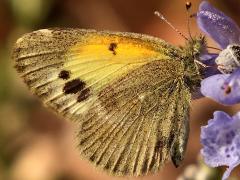 (Dainty Sulphur) underside