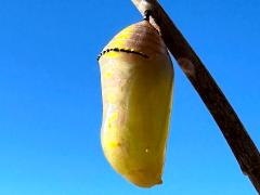 (Queen) chrysalis Jan 14