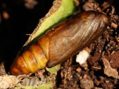 (Unkown Moth) pupa dorsal