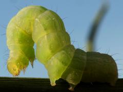 (Cabbage Looper Moth) caterpillar curled