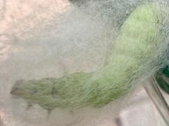(Cabbage Looper Moth) cocoon bottom Jan 22