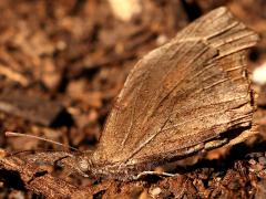 (American Snout) puddling