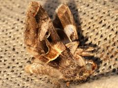 (Melipotis Graphic Owlet) lateral