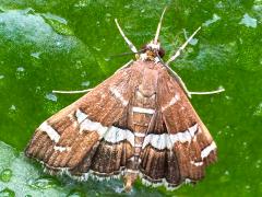 (Hawaiian Beet Webworm Moth) upperside