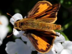 (Fiery Skipper) upperside