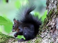 (Eurasian Red Squirrel) feeding
