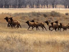 (Wapiti) running