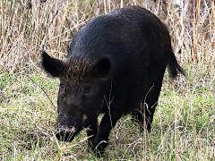 (Eurasian Wild Pig) female face