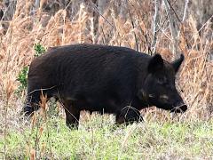 (Eurasian Wild Pig) female profile