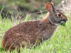 (Marsh Rabbit) feeding