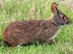 (Marsh Rabbit) profile