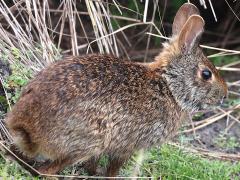 (Marsh Rabbit) rear