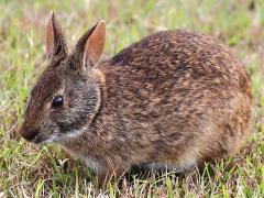 (Marsh Rabbit) sitting