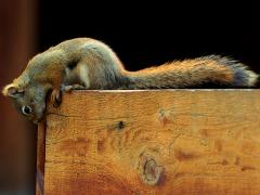 (American Red Squirrel) profile