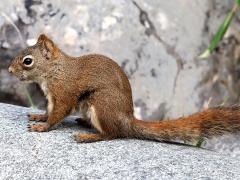 (American Red Squirrel) profile
