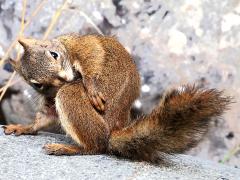 (American Red Squirrel) scratching