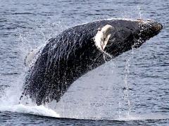 (Humpback Whale) breaching