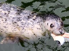 (Harbor Seal) face